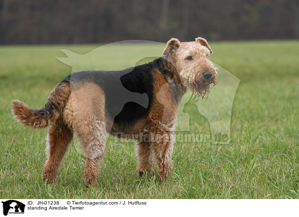 stehender Airedale Terrier / standing Airedale Terrier / JH-01238