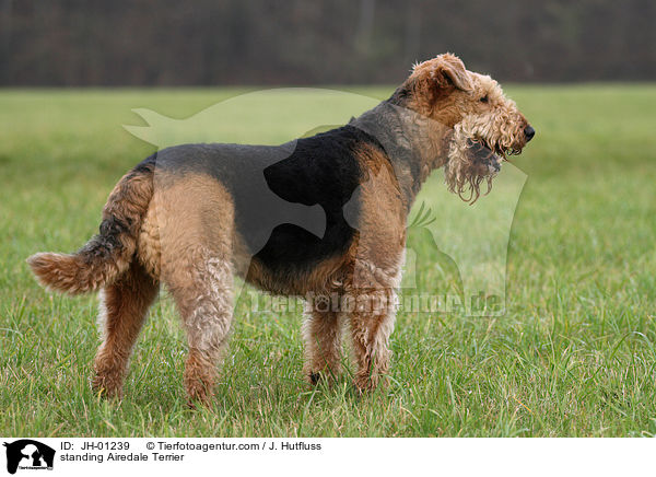 stehender Airedale Terrier / standing Airedale Terrier / JH-01239