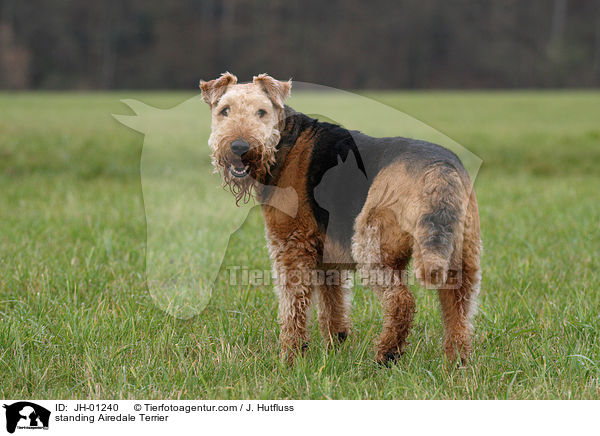 stehender Airedale Terrier / standing Airedale Terrier / JH-01240