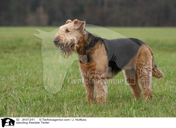 stehender Airedale Terrier / standing Airedale Terrier / JH-01241