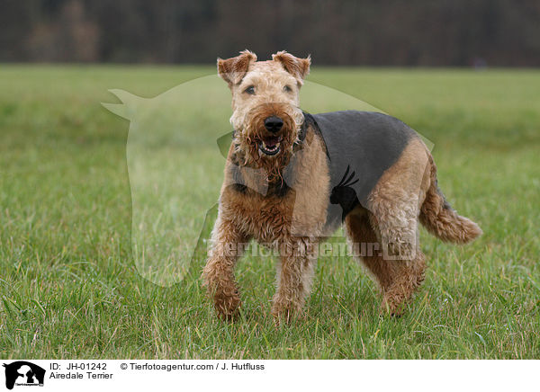 Airedale Terrier / Airedale Terrier / JH-01242