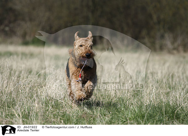 Airedale Terrier / Airedale Terrier / JH-01922
