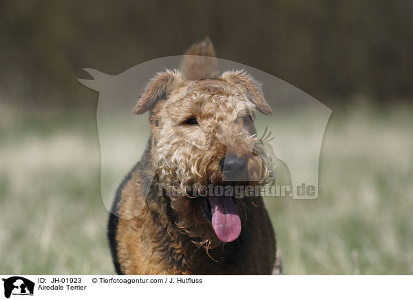 Airedale Terrier / Airedale Terrier / JH-01923