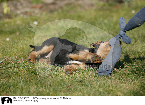 Airedalle Terrier Welpe / Airedale Terrier Puppy / RR-19628
