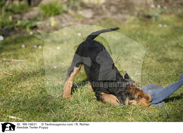 Airedalle Terrier Welpe / Airedale Terrier Puppy / RR-19631