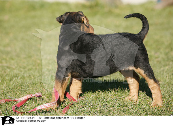 Airedalle Terrier Welpe / Airedale Terrier Puppy / RR-19634