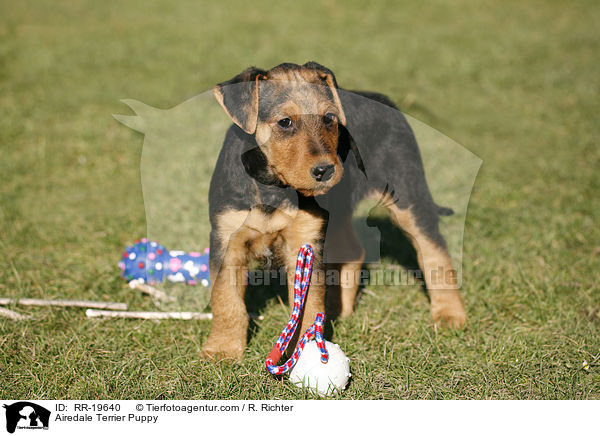 Airedalle Terrier Welpe / Airedale Terrier Puppy / RR-19640
