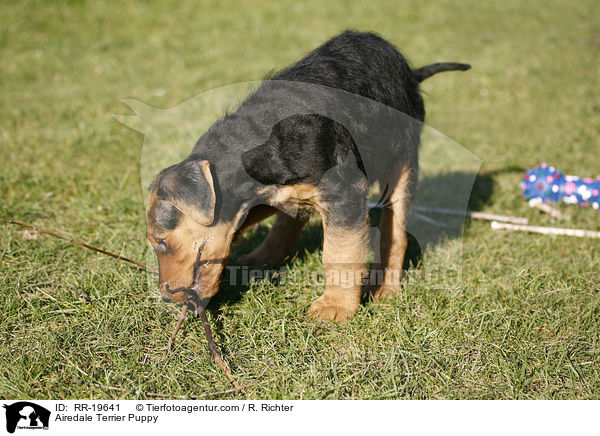 Airedalle Terrier Welpe / Airedale Terrier Puppy / RR-19641