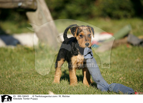 Airedalle Terrier Welpe / Airedale Terrier Puppy / RR-19645