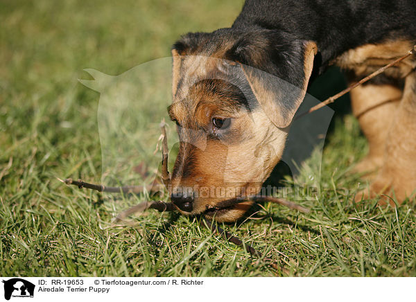 Airedalle Terrier Welpe / Airedale Terrier Puppy / RR-19653