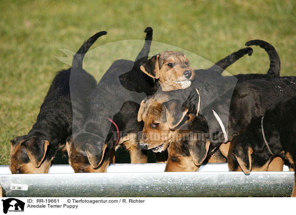 Airedalle Terrier Welpe / Airedale Terrier Puppy / RR-19661