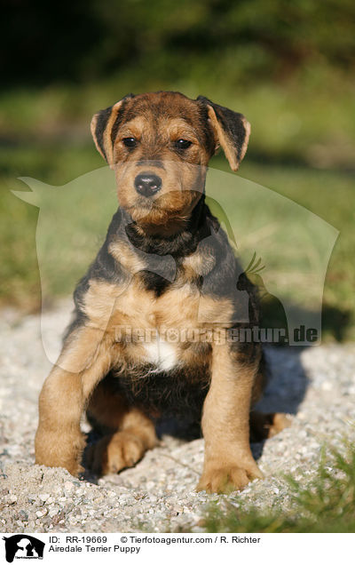 Airedalle Terrier Welpe / Airedale Terrier Puppy / RR-19669