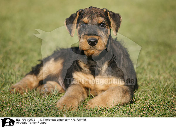 Airedalle Terrier Welpe / Airedale Terrier Puppy / RR-19676