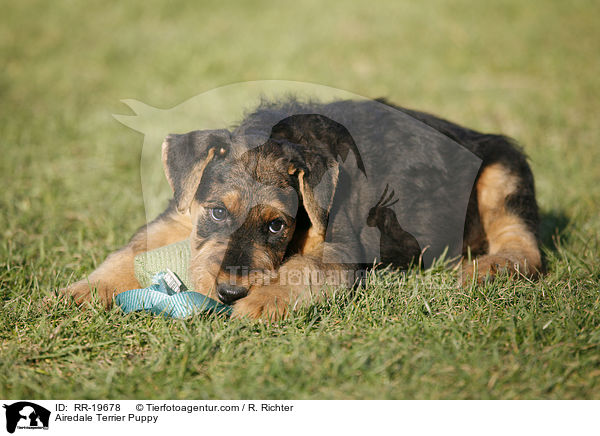 Airedalle Terrier Welpe / Airedale Terrier Puppy / RR-19678