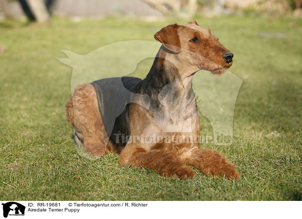 Airedalle Terrier Welpe / Airedale Terrier Puppy / RR-19681