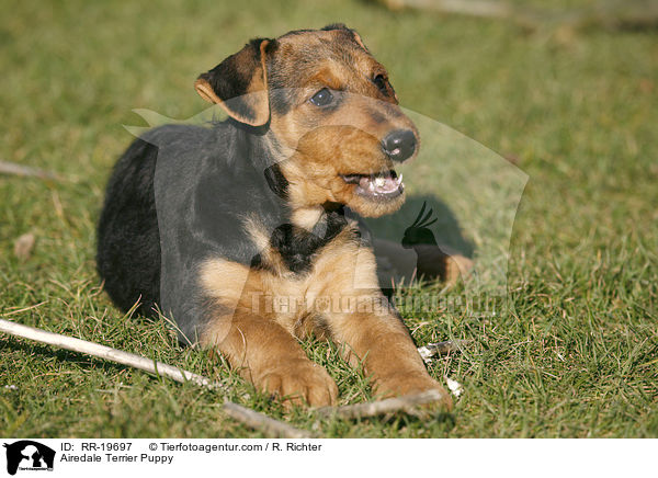 Airedalle Terrier Welpe / Airedale Terrier Puppy / RR-19697
