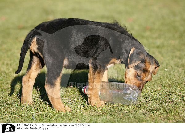 Airedalle Terrier Welpe / Airedale Terrier Puppy / RR-19702