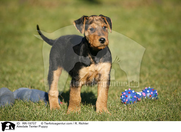 Airedalle Terrier Welpe / Airedale Terrier Puppy / RR-19707