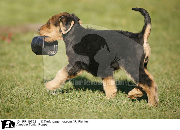Airedalle Terrier Welpe / Airedale Terrier Puppy / RR-19722