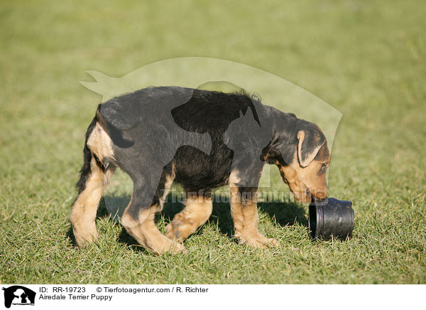 Airedalle Terrier Welpe / Airedale Terrier Puppy / RR-19723