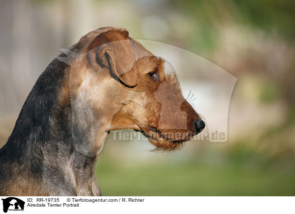 Airedale Terrier Portrait / Airedale Terrier Portrait / RR-19735