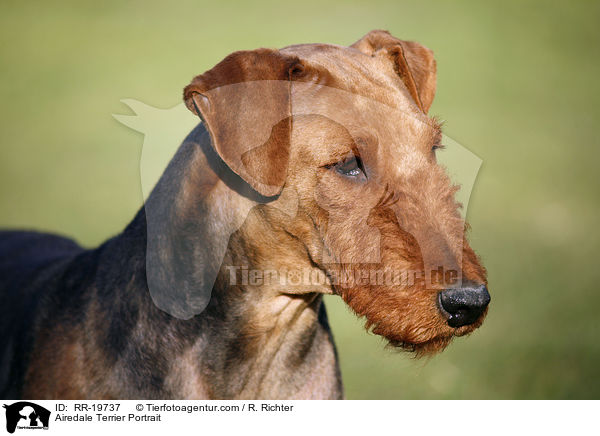 Airedale Terrier Portrait / Airedale Terrier Portrait / RR-19737