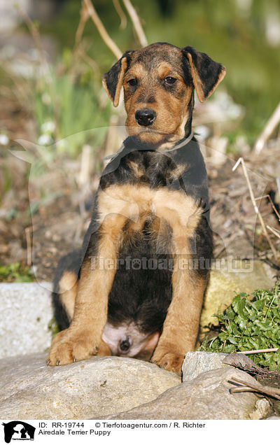 Airedalle Terrier Welpe / Airedale Terrier Puppy / RR-19744