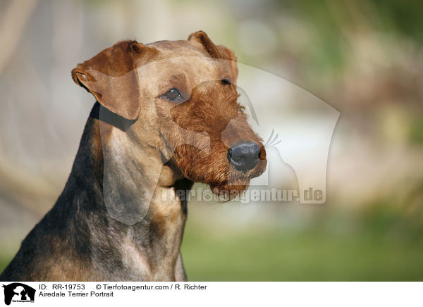 Airedale Terrier Portrait / Airedale Terrier Portrait / RR-19753