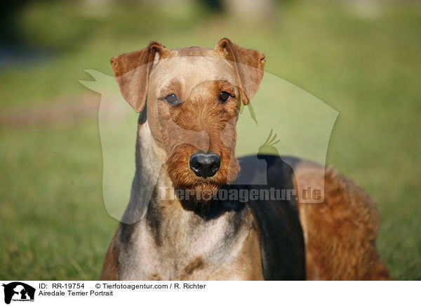 Airedale Terrier Portrait / Airedale Terrier Portrait / RR-19754