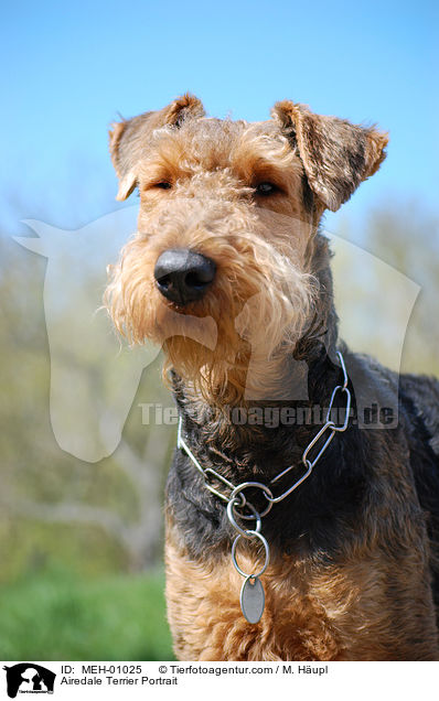 Airedale Terrier Portrait / Airedale Terrier Portrait / MEH-01025