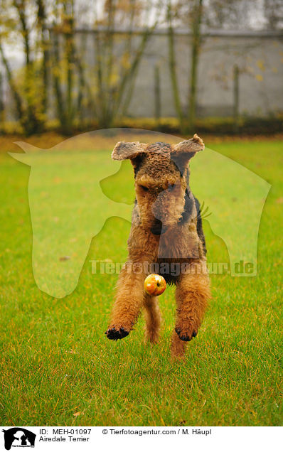 Airedale Terrier / Airedale Terrier / MEH-01097