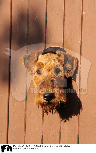 Airedale Terrier Portrait / Airedale Terrier Portrait / KMI-01942