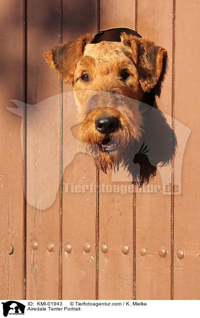 Airedale Terrier Portrait / KMI-01943