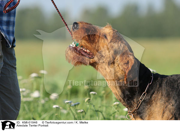 Airedale Terrier Portrait / Airedale Terrier Portrait / KMI-01946