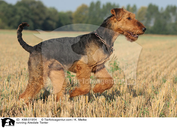 rennender Airedale Terrier / running Airedale Terrier / KMI-01954