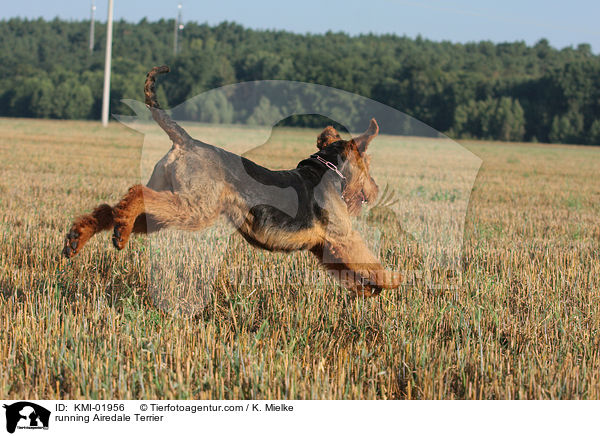 rennender Airedale Terrier / running Airedale Terrier / KMI-01956