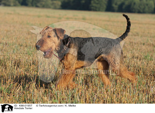 Airedale Terrier / Airedale Terrier / KMI-01957