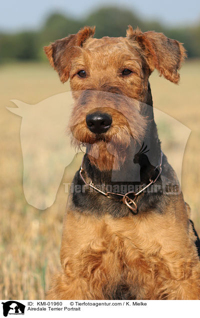 Airedale Terrier Portrait / Airedale Terrier Portrait / KMI-01960