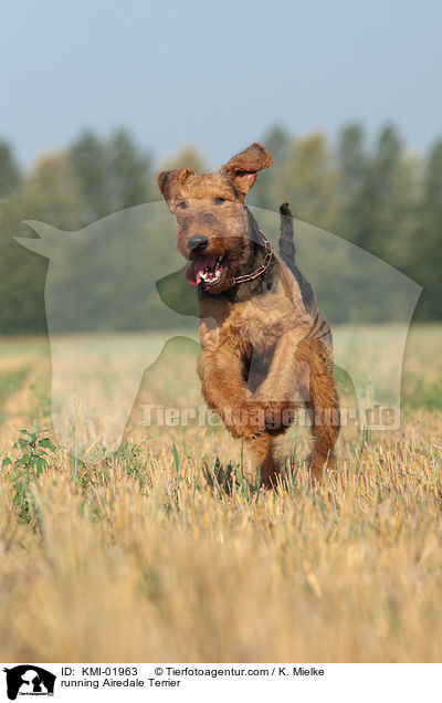 rennender Airedale Terrier / running Airedale Terrier / KMI-01963