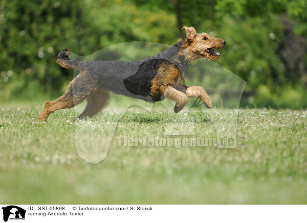 rennender Airedale Terrier / running Airedale Terrier / SST-05898