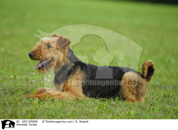 Airedale Terrier / Airedale Terrier / SST-05899