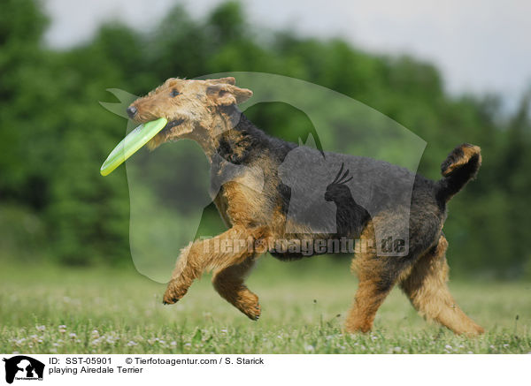 spielender Airedale Terrier / playing Airedale Terrier / SST-05901
