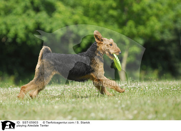 spielender Airedale Terrier / playing Airedale Terrier / SST-05903