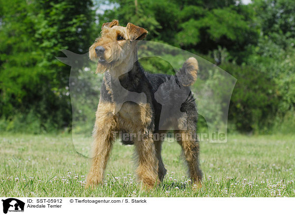 Airedale Terrier / Airedale Terrier / SST-05912