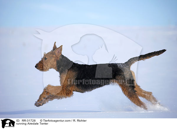 rennender Airedale Terrier / running Airedale Terrier / RR-31728