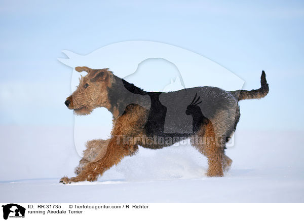 rennender Airedale Terrier / running Airedale Terrier / RR-31735