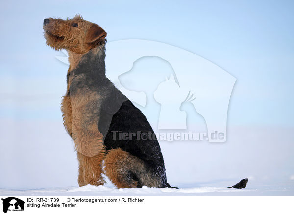 sitzender Airedale Terrier / sitting Airedale Terrier / RR-31739