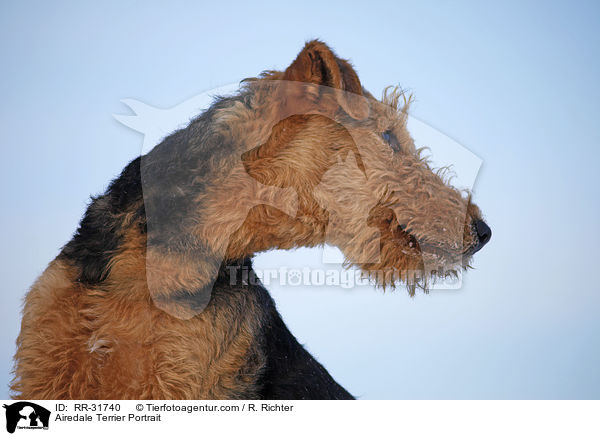 Airedale Terrier Portrait / Airedale Terrier Portrait / RR-31740