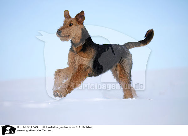 rennender Airedale Terrier / running Airedale Terrier / RR-31743