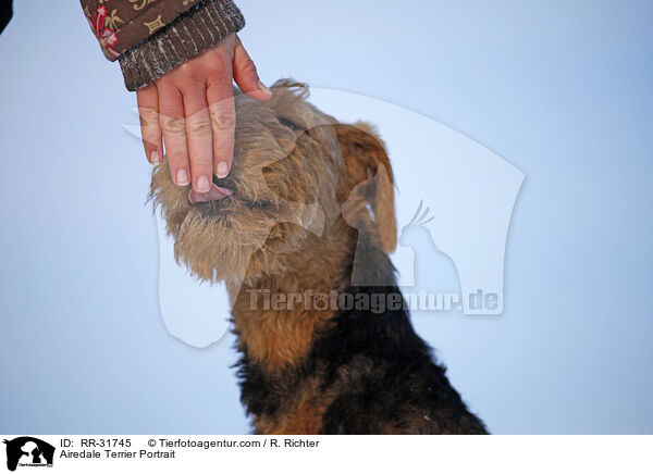 Airedale Terrier Portrait / Airedale Terrier Portrait / RR-31745
